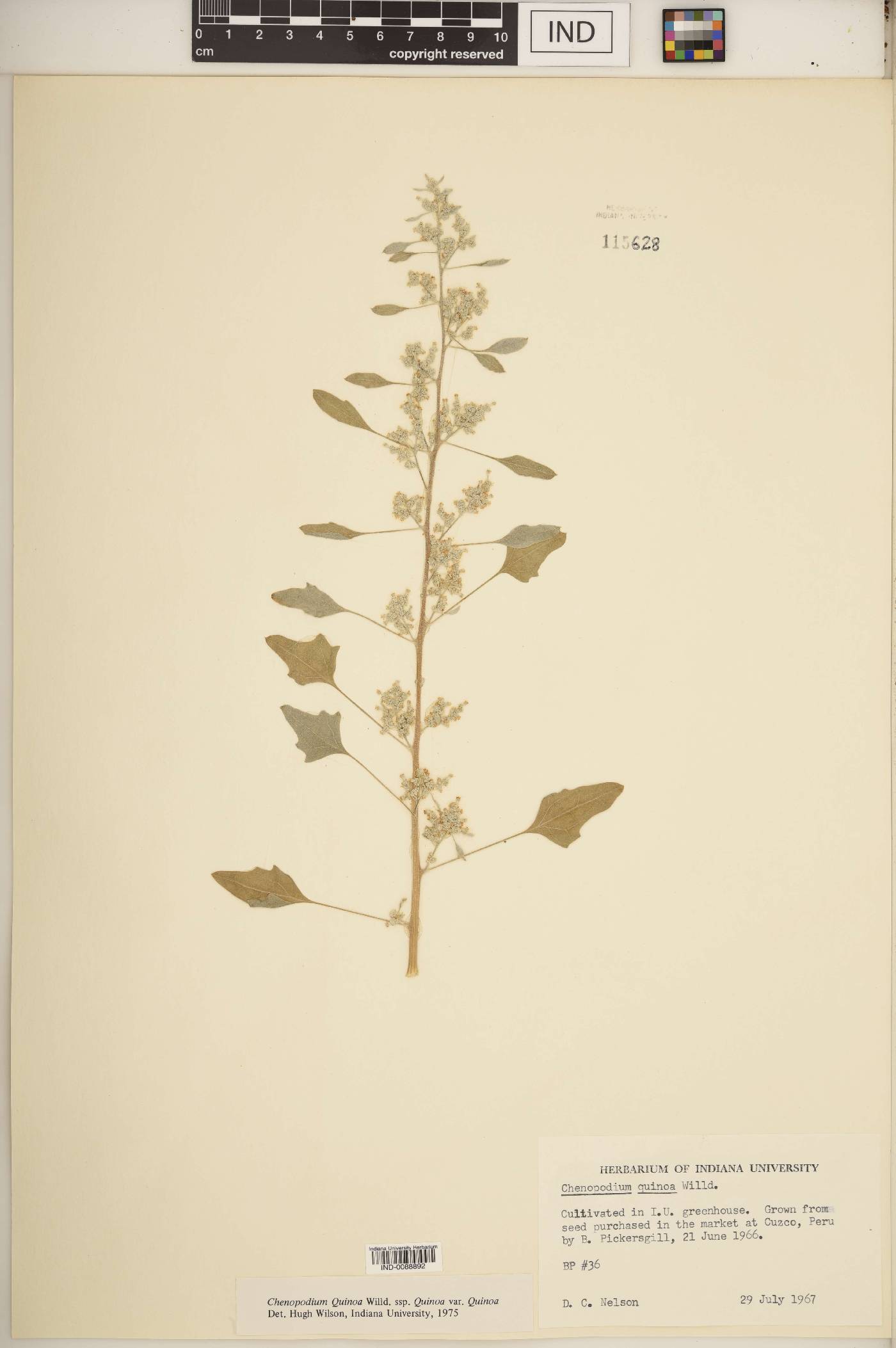 Chenopodium quinoa image