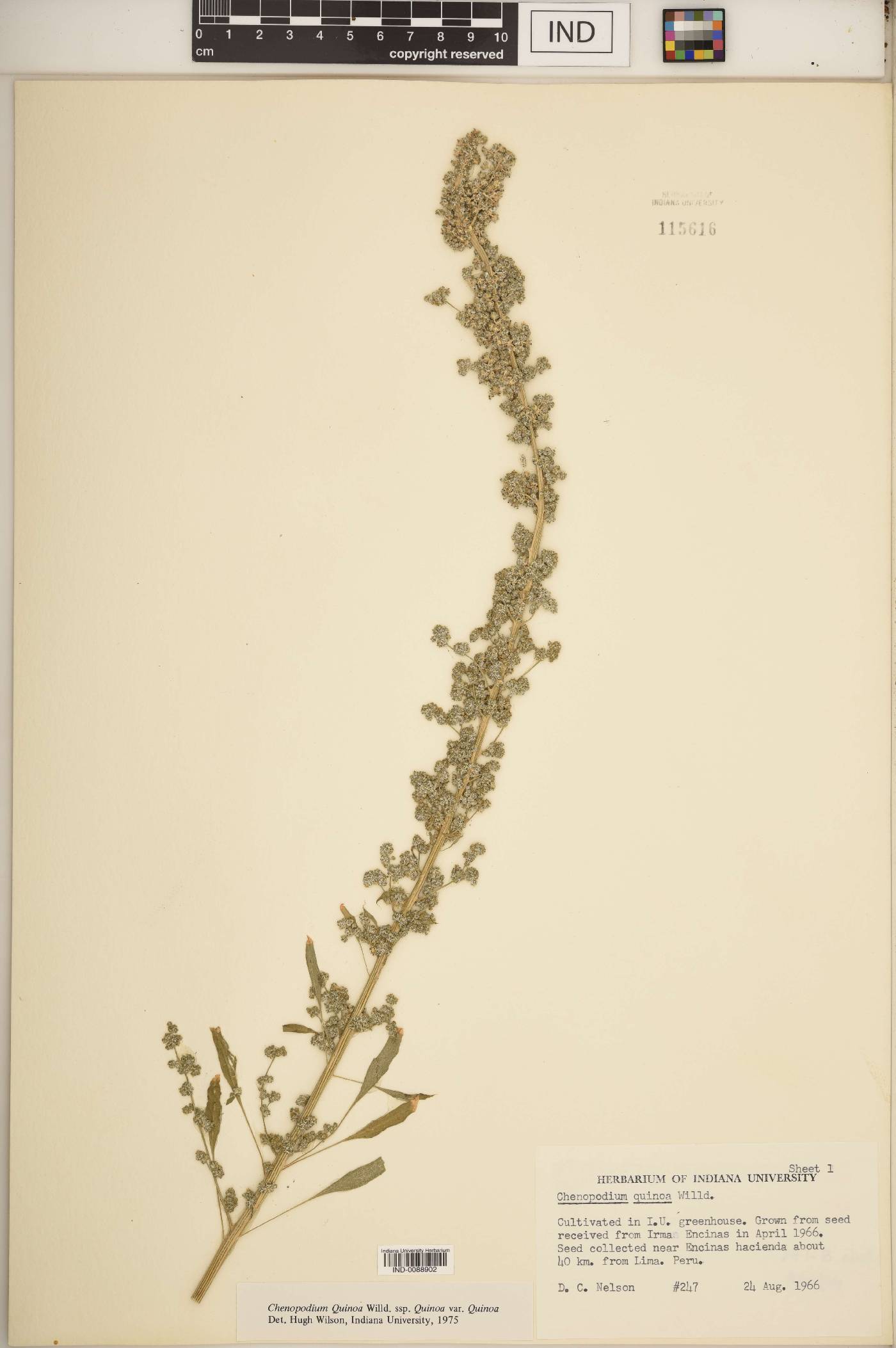 Chenopodium quinoa image