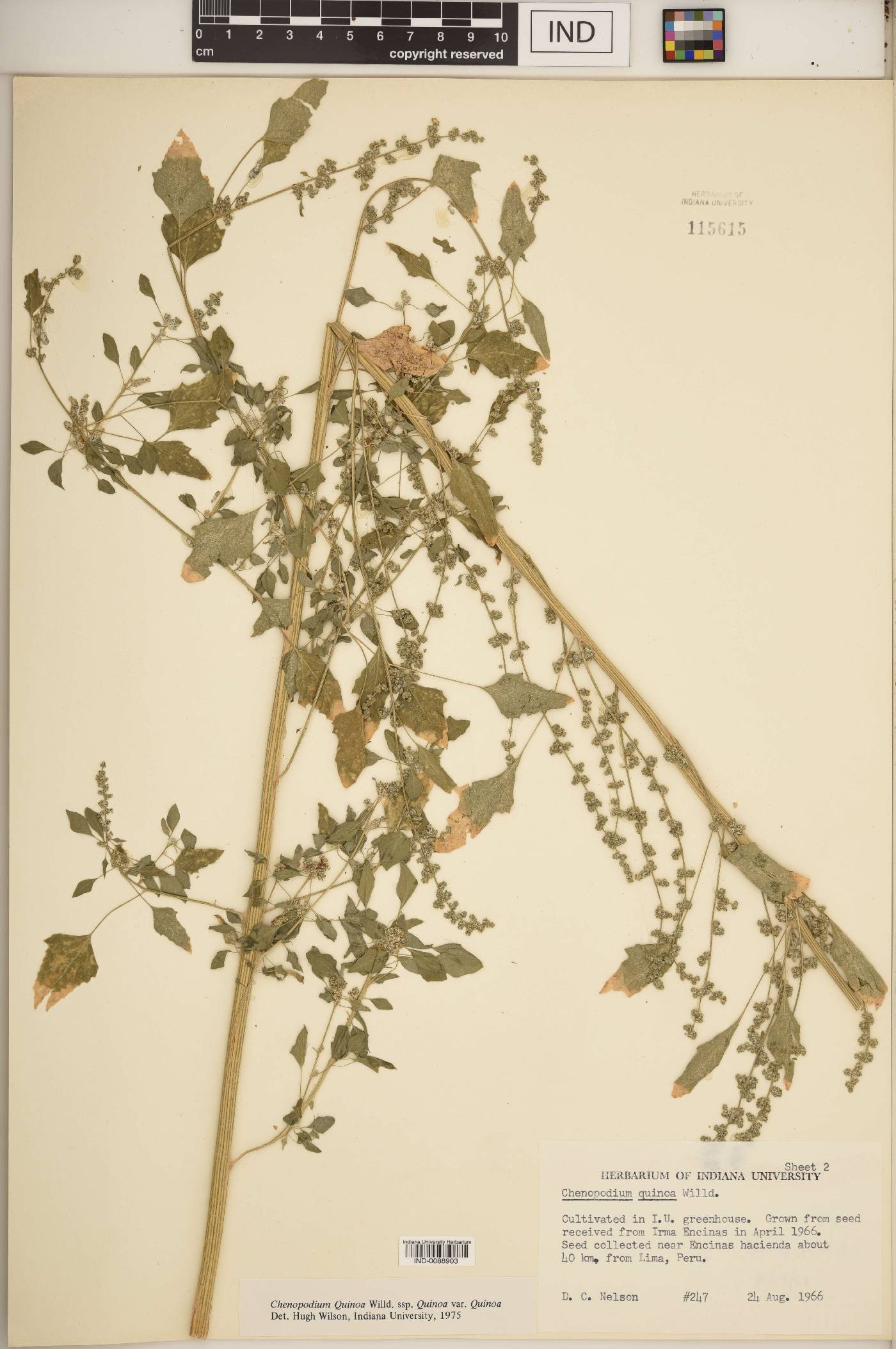 Chenopodium quinoa image