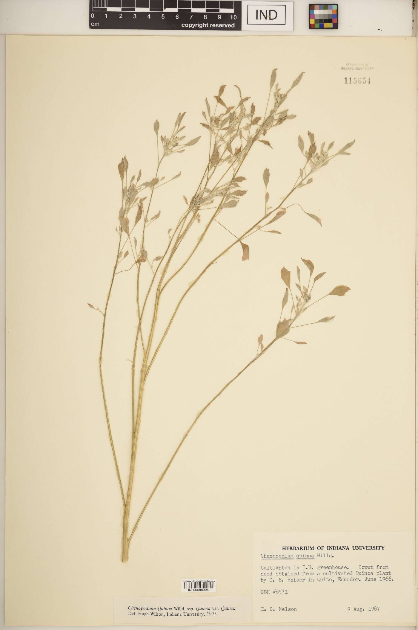 Chenopodium quinoa subsp. quinoa image