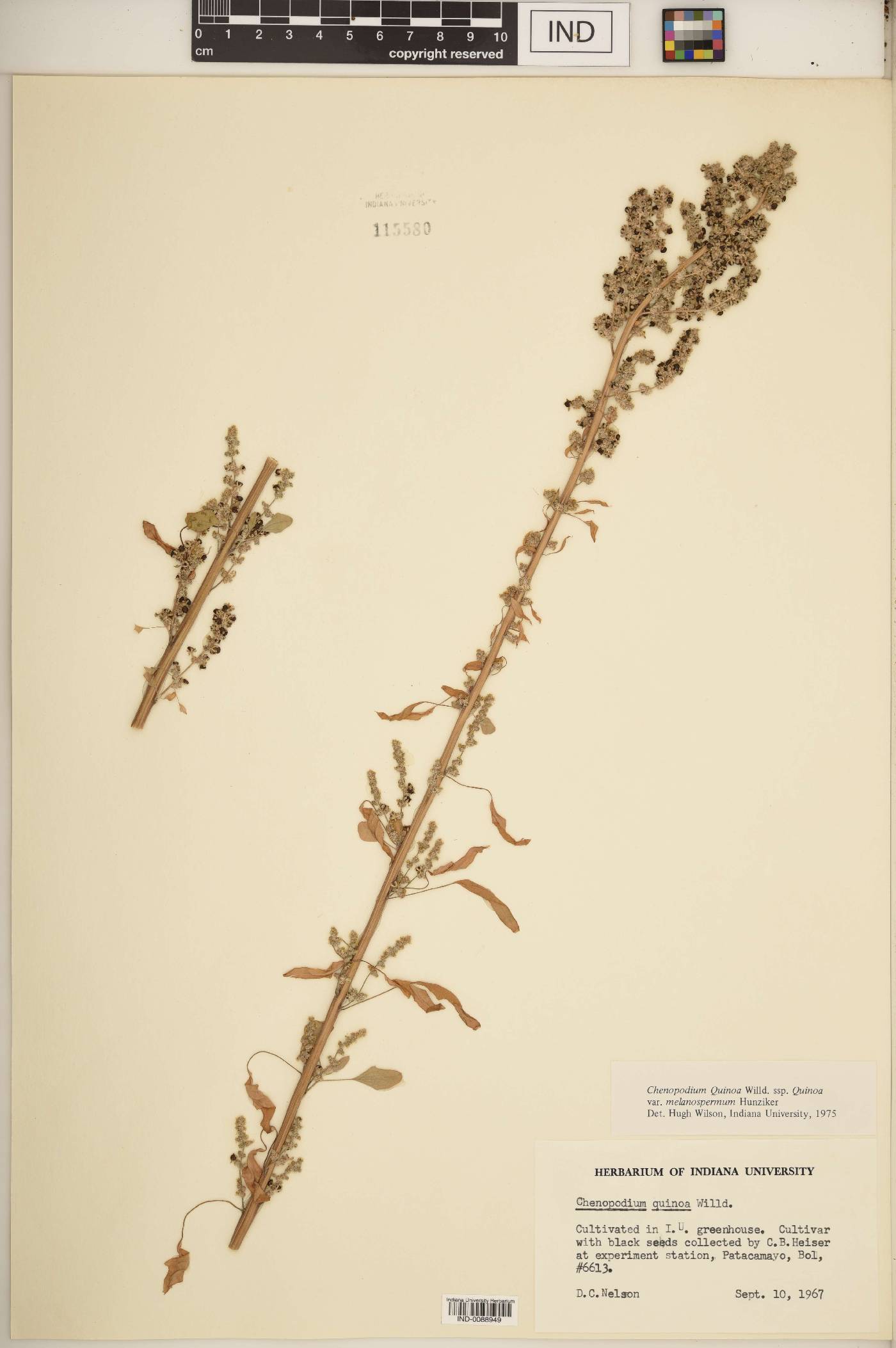 Chenopodium quinoa var. melanospermum image