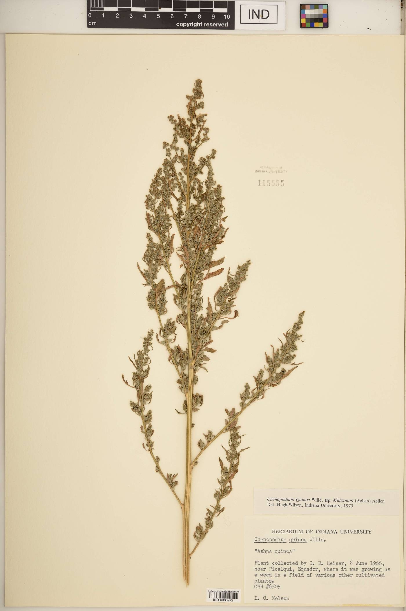 Chenopodium quinoa image