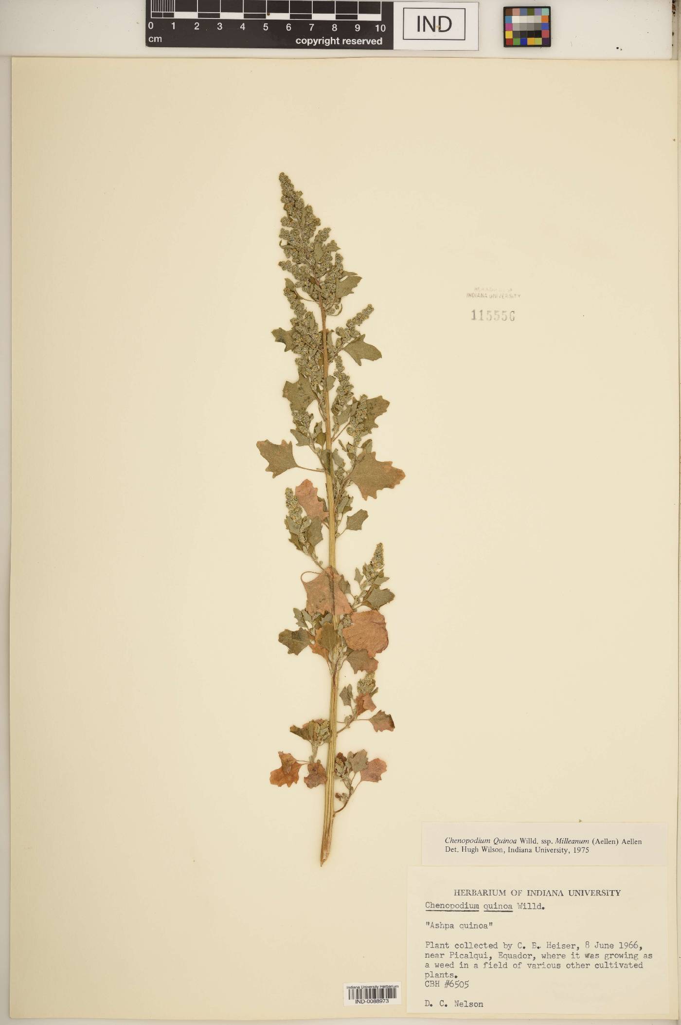 Chenopodium quinoa subsp. milleanum image