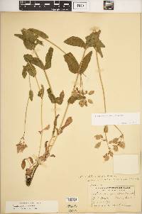 Silene vulgaris image