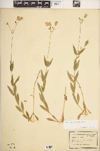 Silene vulgaris image