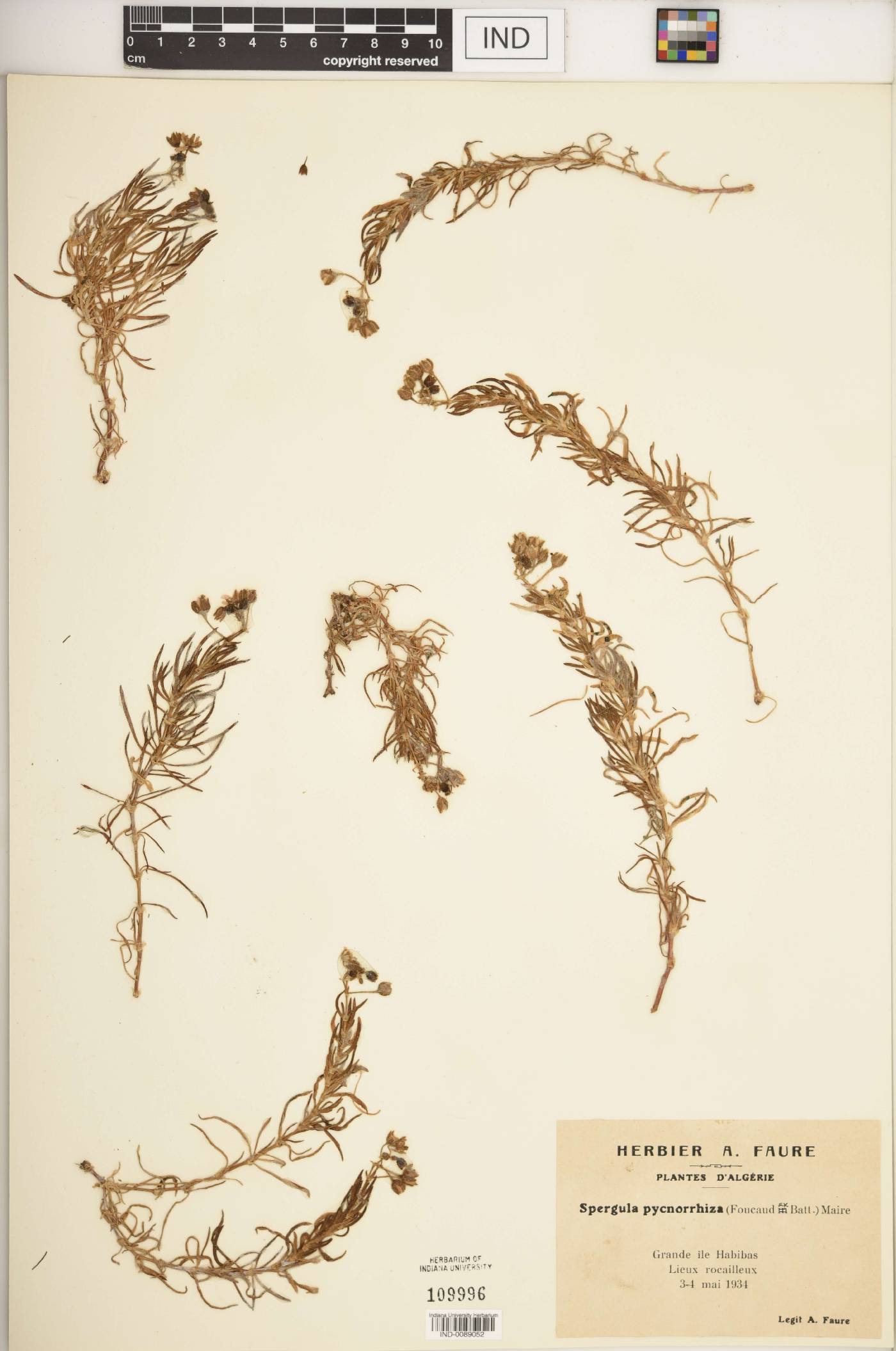 Spergula pycnorrhiza image