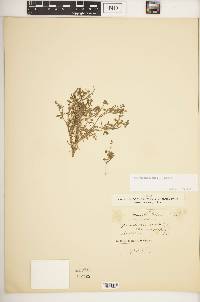 Spergularia salina image