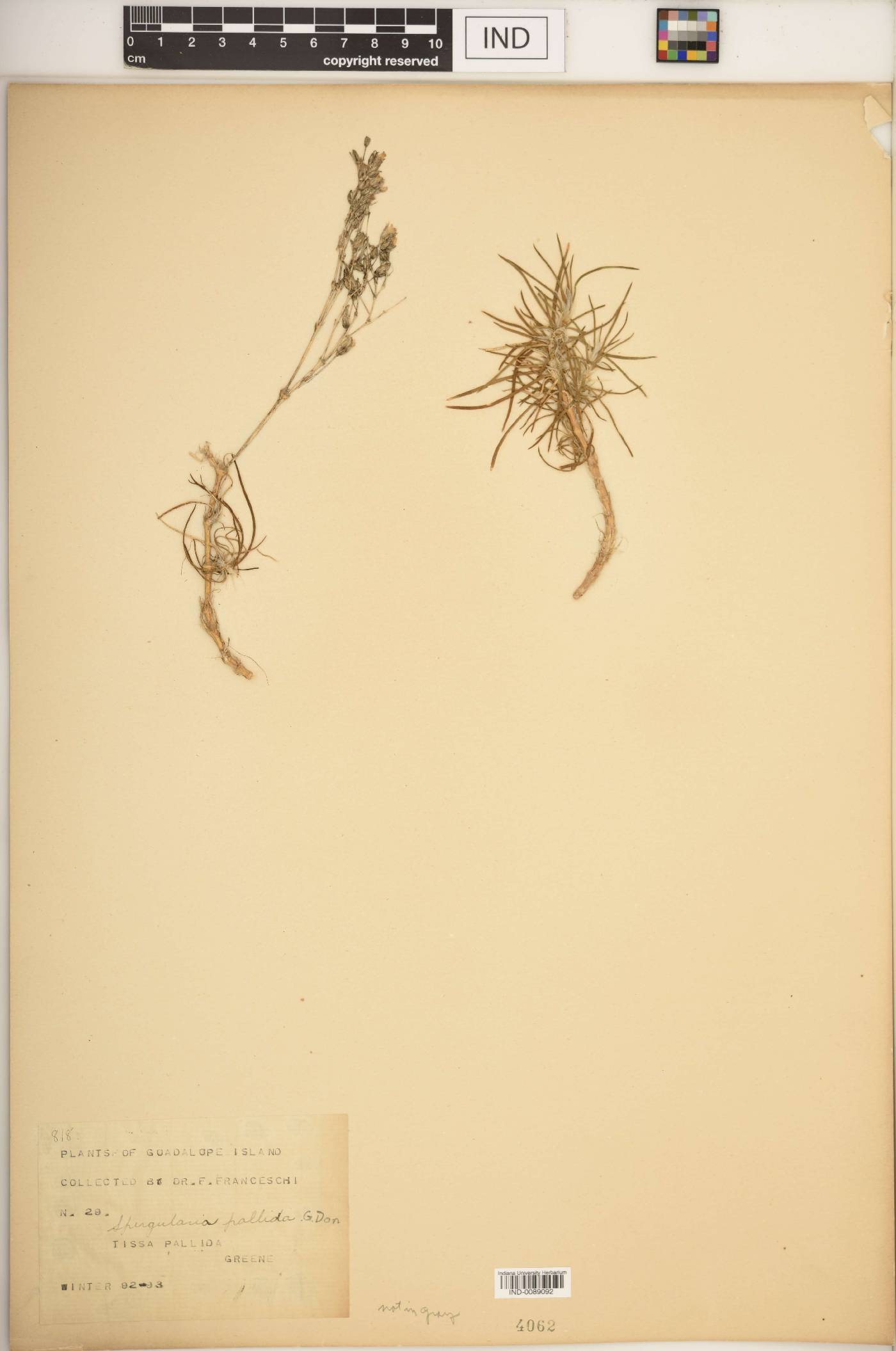 Spergularia pallida image