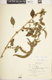 Amaranthus hybridus image