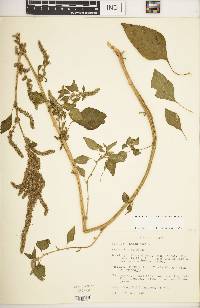 Amaranthus hybridus image