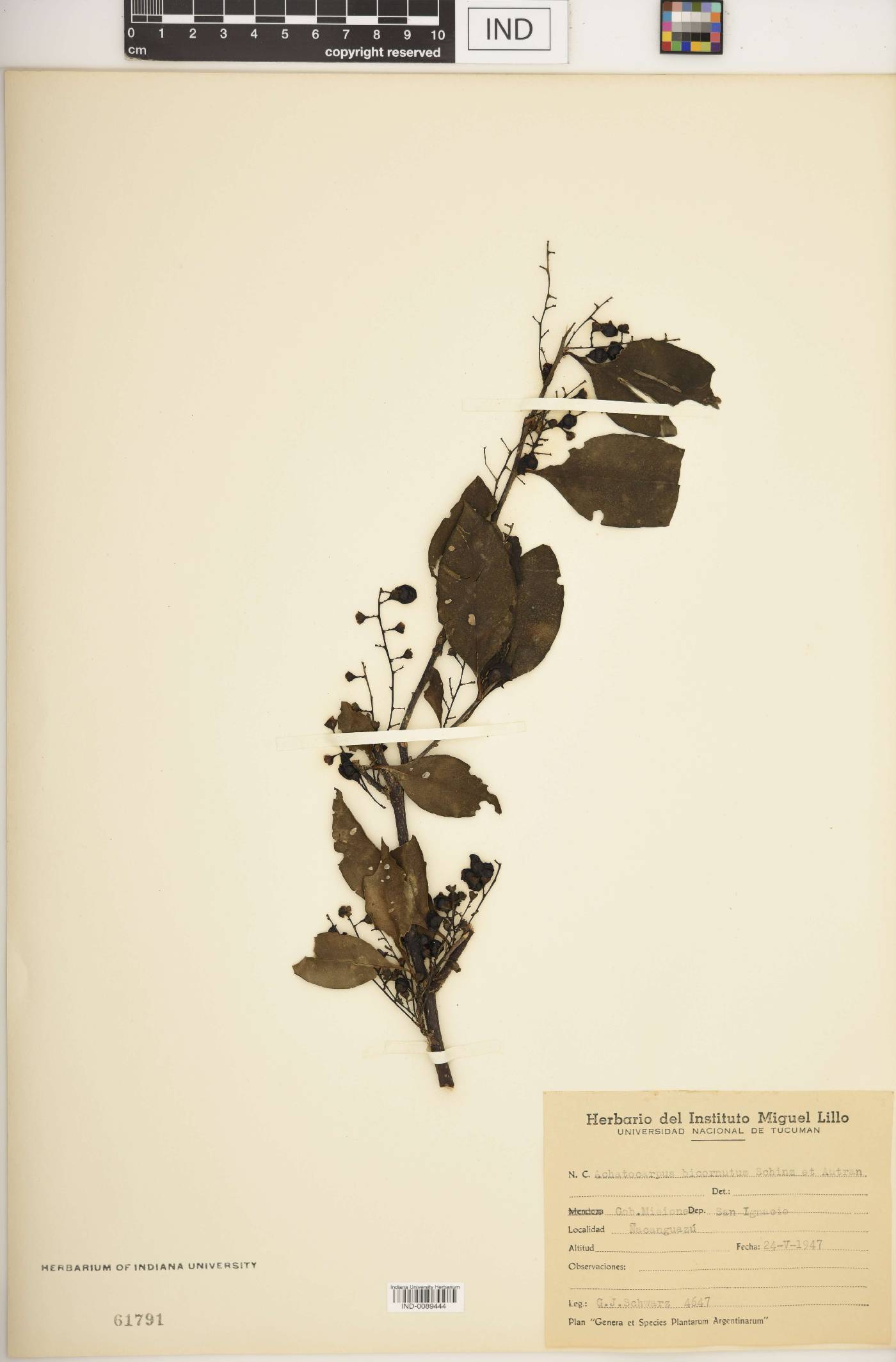 Achatocarpus bicornutus image
