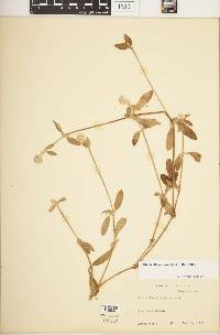 Alternanthera sessilis image