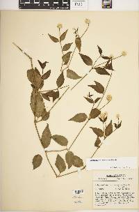 Alternanthera flavescens image