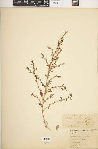 Amaranthus albus image