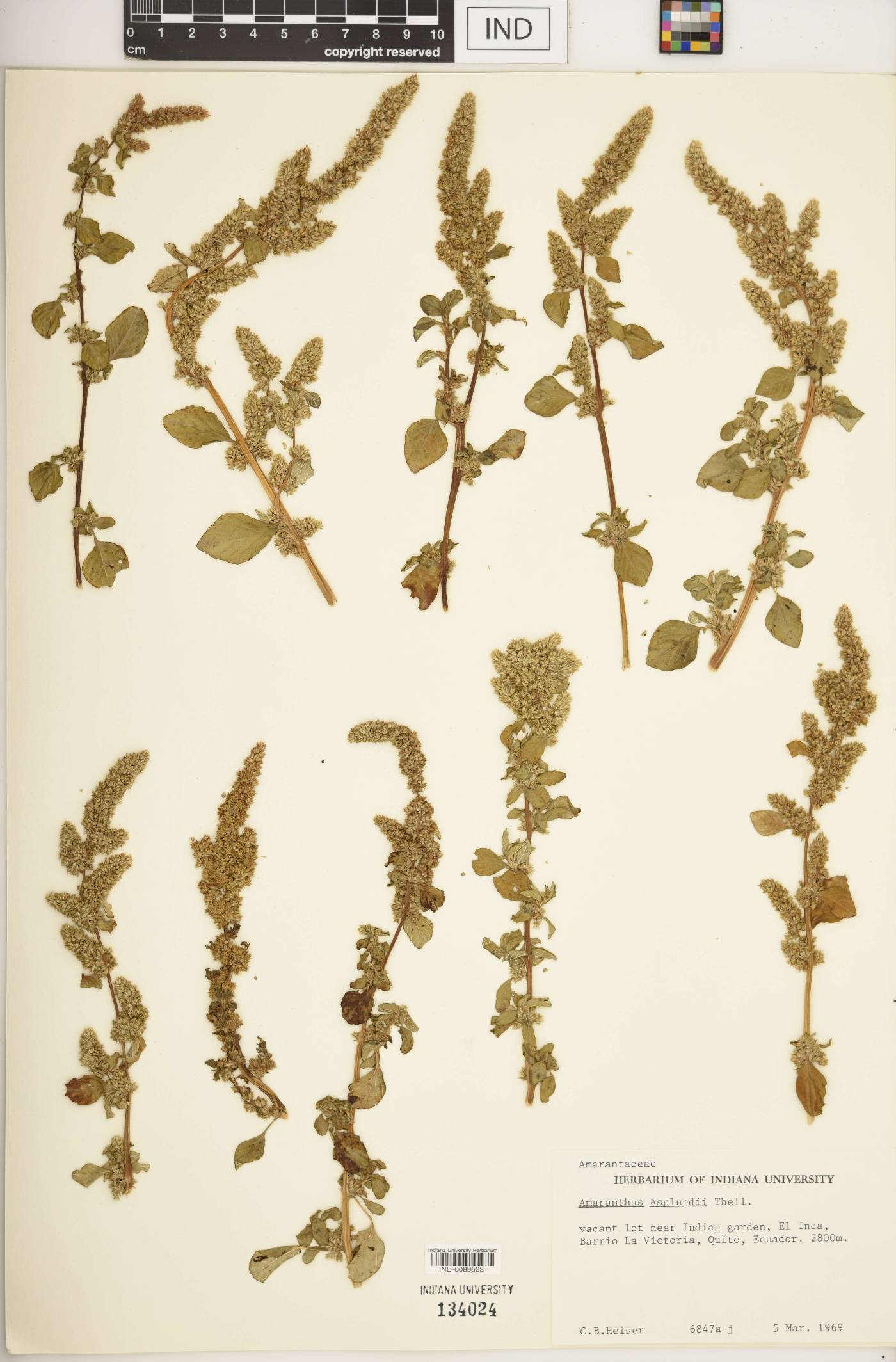 Amaranthus asplundii image