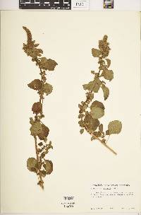 Amaranthus asplundii image