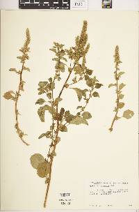 Amaranthus asplundii image