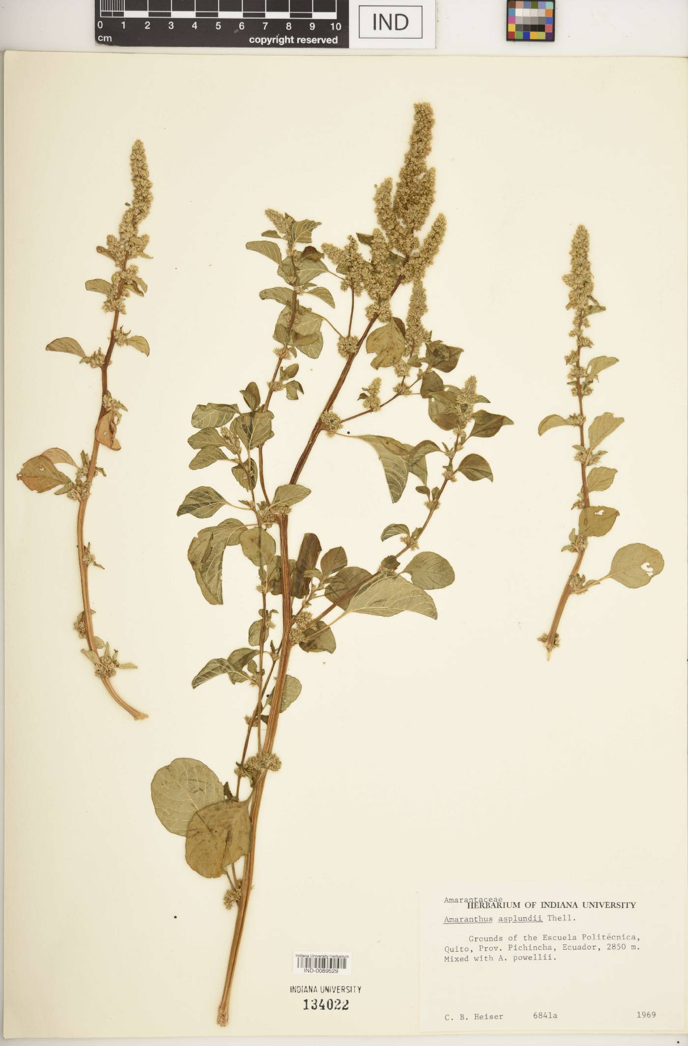 Amaranthus asplundii image