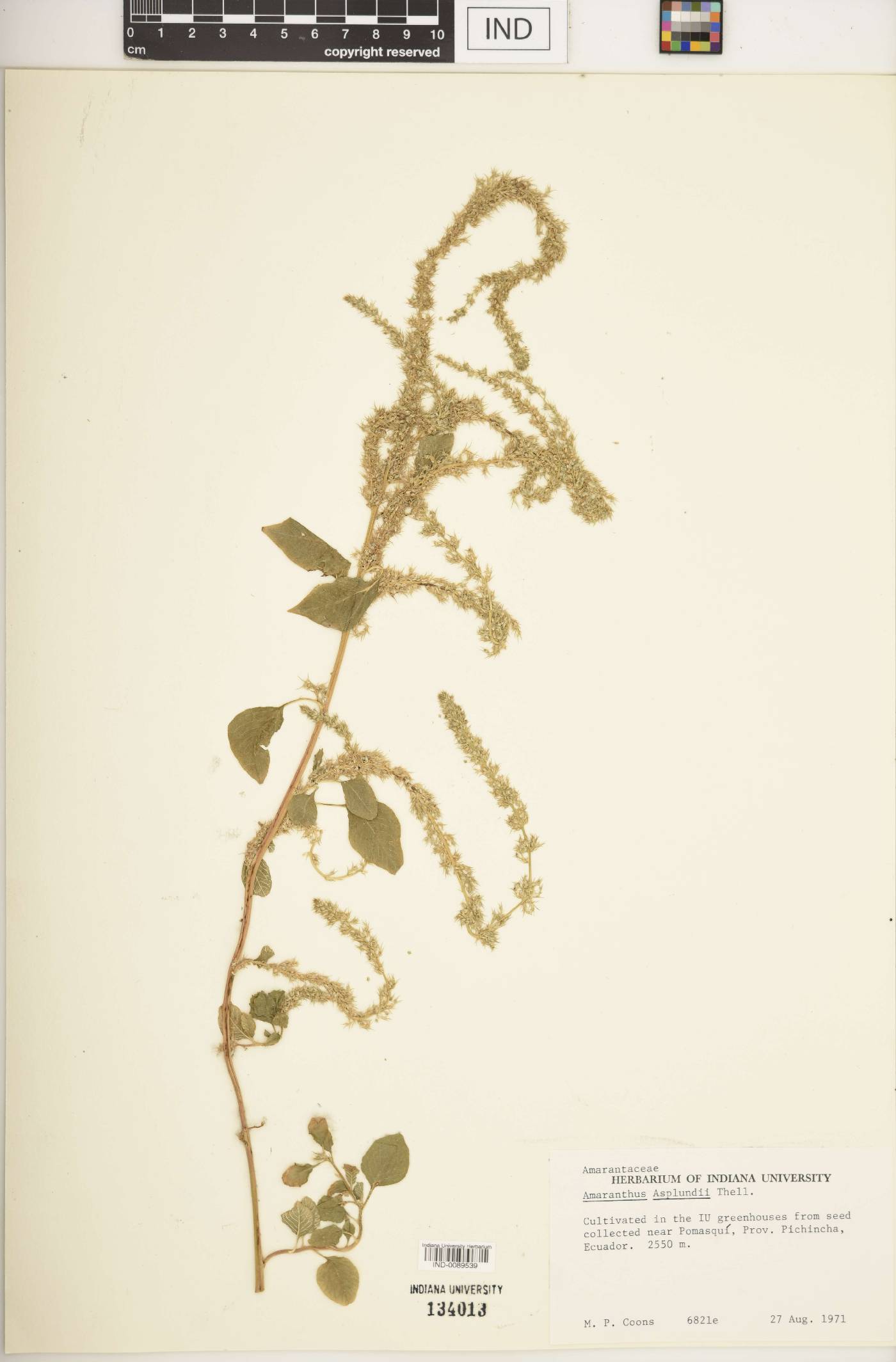 Amaranthus asplundii image