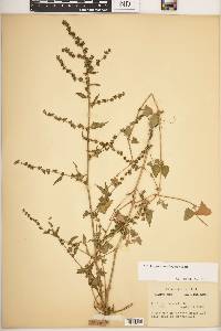 Atriplex prostrata image