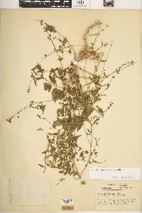 Atriplex prostrata image