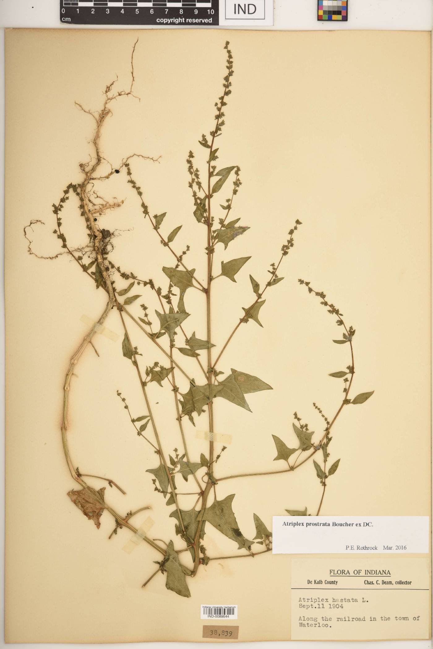 Atriplex prostrata image