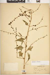 Atriplex prostrata image