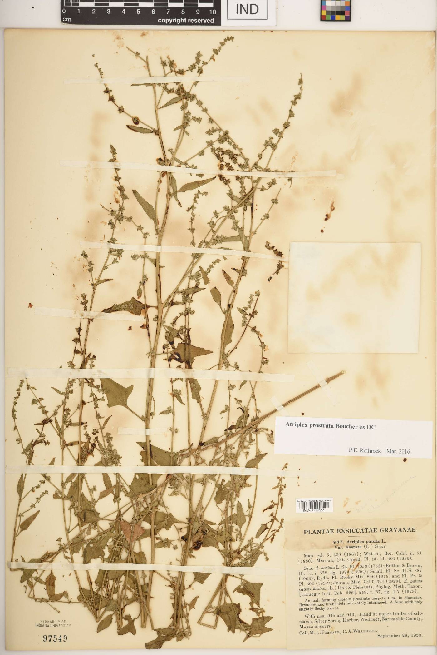Atriplex prostrata image