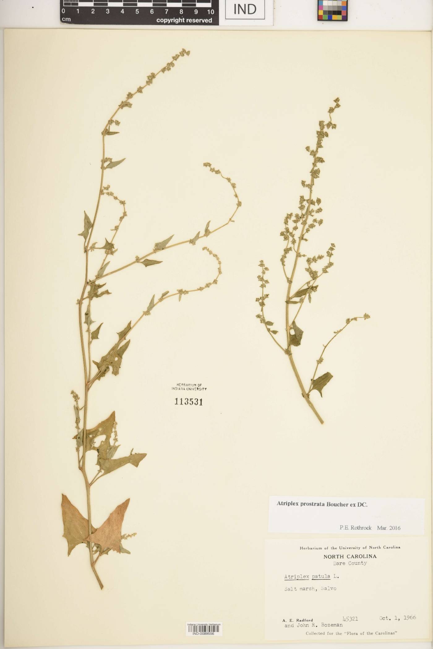 Atriplex prostrata image