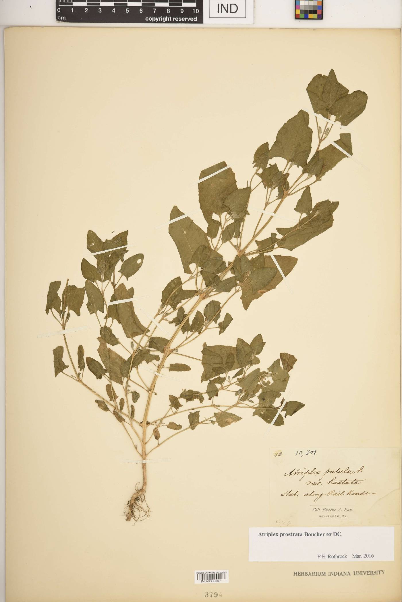 Atriplex prostrata image