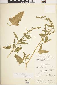 Atriplex prostrata image