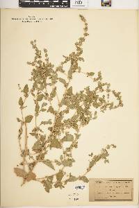 Atriplex rosea image