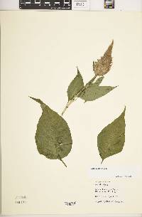 Celosia argentea image