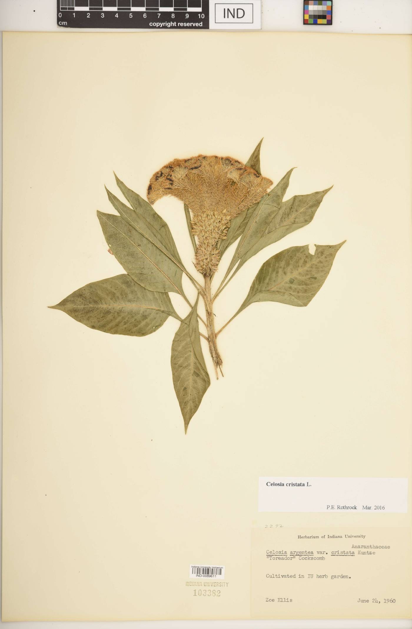 Celosia cristata image