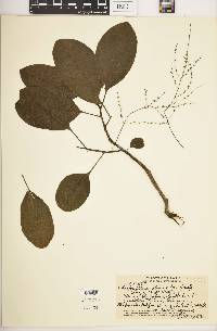 Charpentiera obovata image