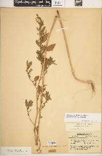 Chenopodium berlandieri image