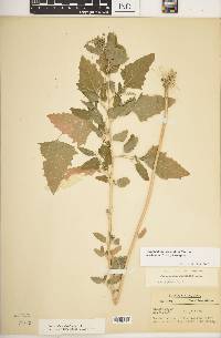 Chenopodium berlandieri image