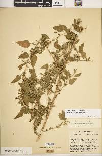 Chenopodium berlandieri var. bushianum image