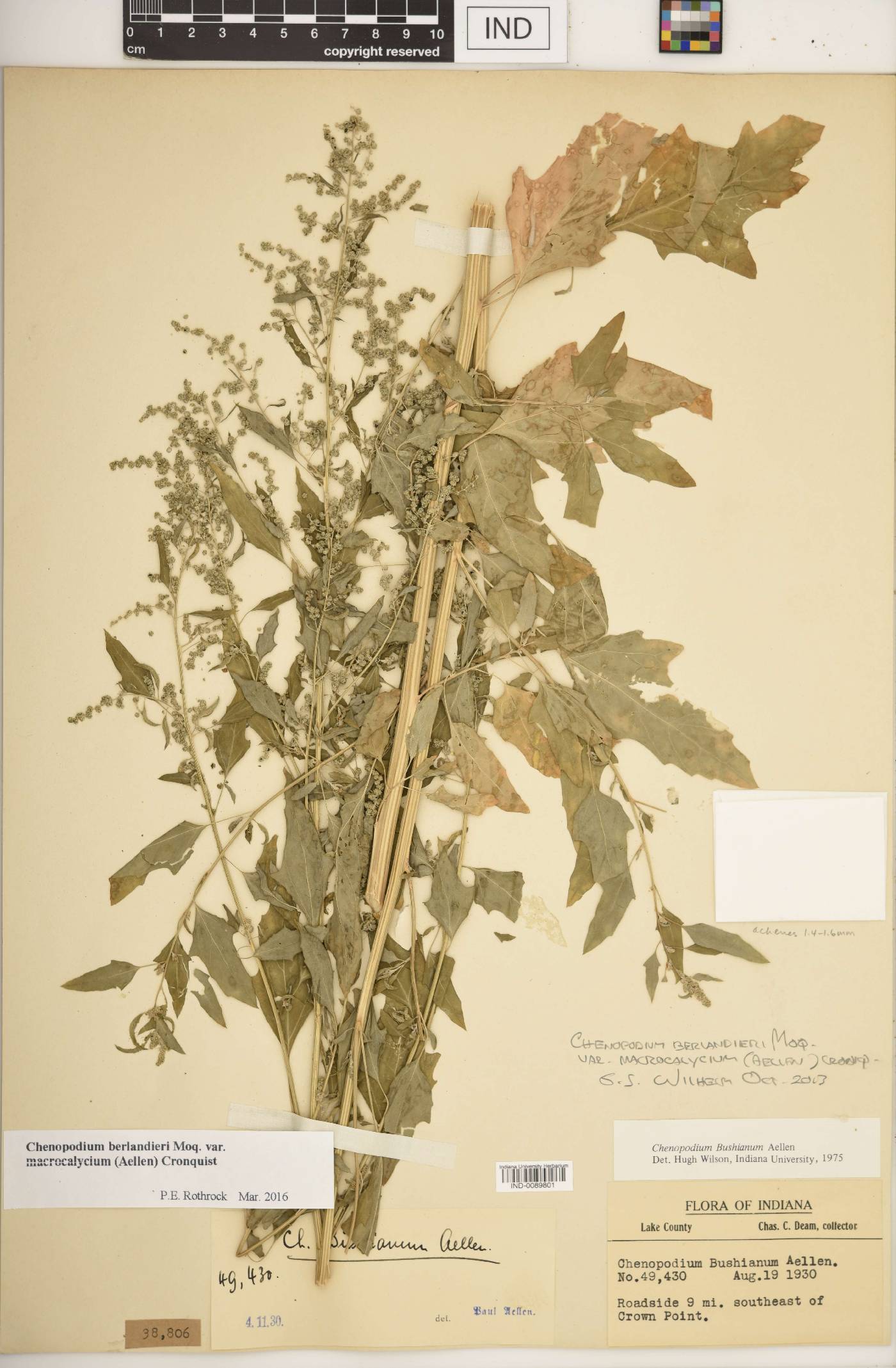 Chenopodium berlandieri var. macrocalycium image
