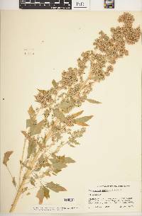 Chenopodium berlandieri subsp. nuttalliae image