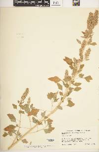 Chenopodium berlandieri subsp. nuttalliae image