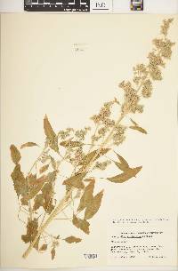 Chenopodium berlandieri subsp. nuttalliae image