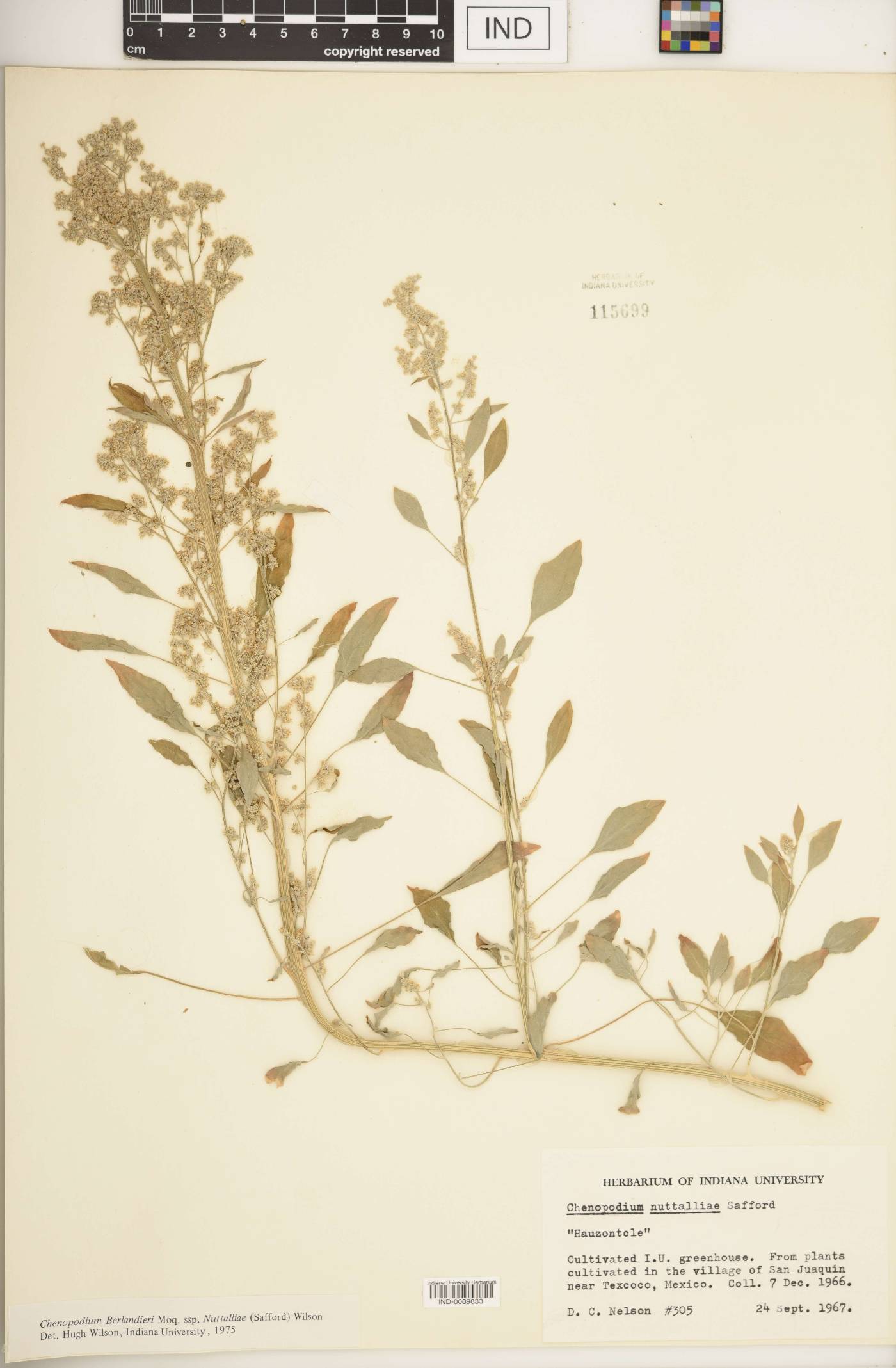 Chenopodium berlandieri subsp. nuttalliae image