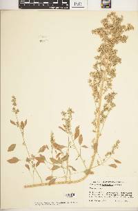 Chenopodium berlandieri image