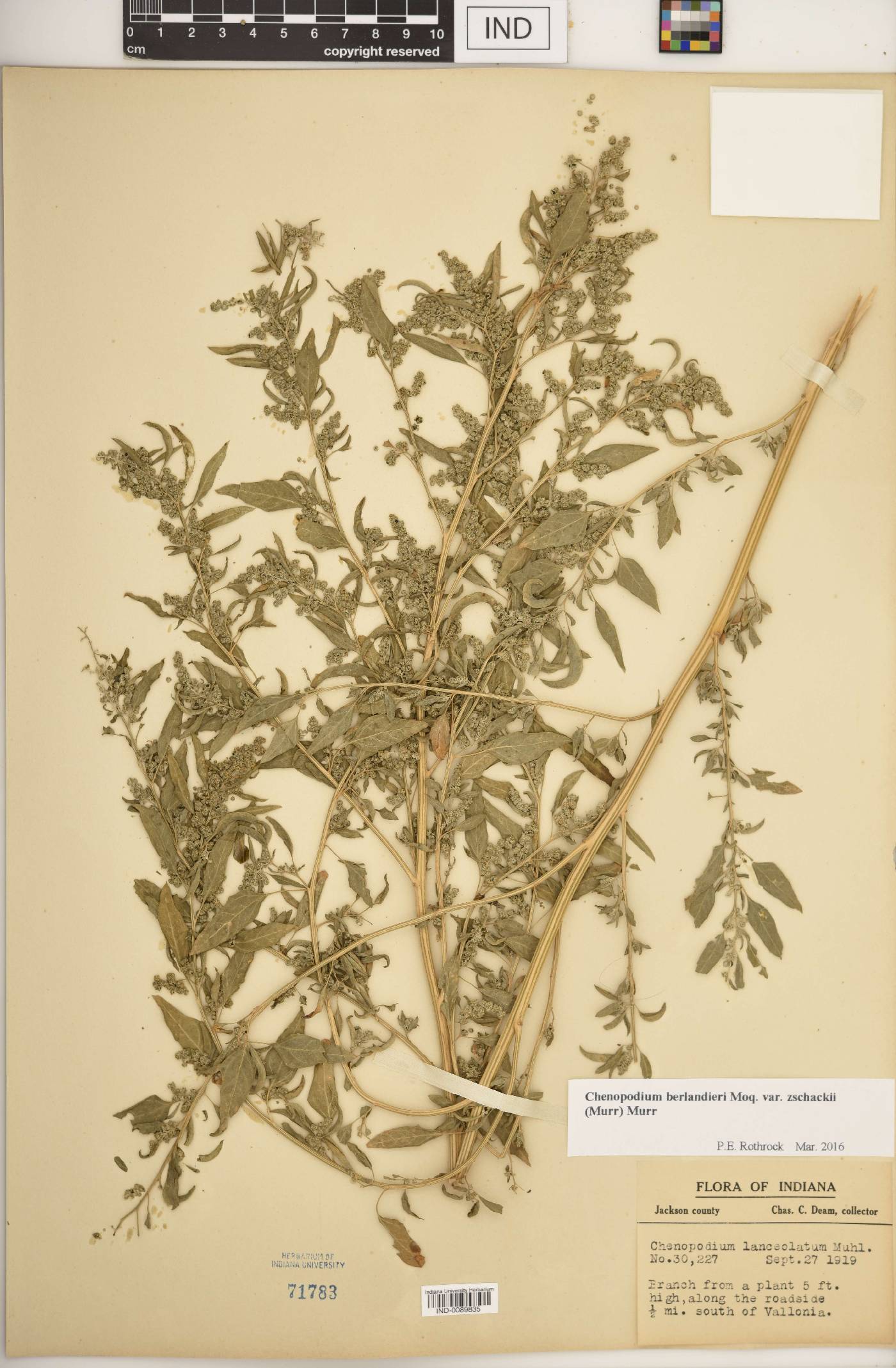 Chenopodium berlandieri var. zschackei image