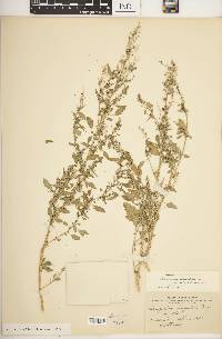 Chenopodium berlandieri image