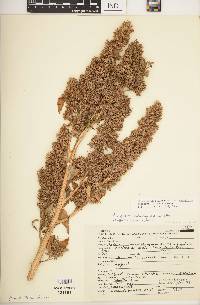 Chenopodium berlandieri subsp. nuttalliae image