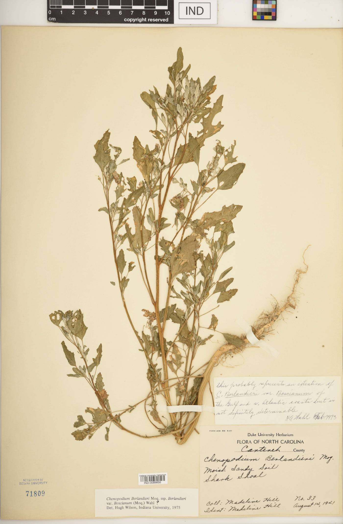 Chenopodium berlandieri var. boscianum image