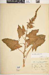 Chenopodium bonus-henricus image