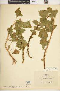 Chenopodium californicum image